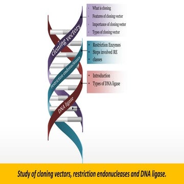 Study of cloning vectors, restriction endonucleases and DNA ligase.