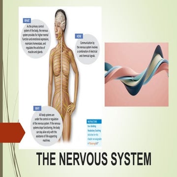 UNIT VII. THE NERVOUS SYSTEM ANATOMY.pptx