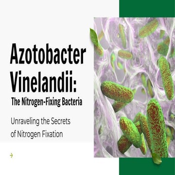 Azotobacter Vinelandii: Understanding Its Role in Nitrogen Fixation | PDF