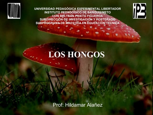 Un poco sobre los hongos