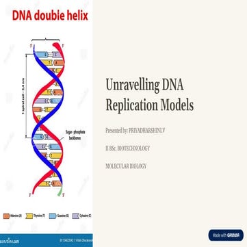 Unravelling-DNA-Replication-Models Explained | PDF