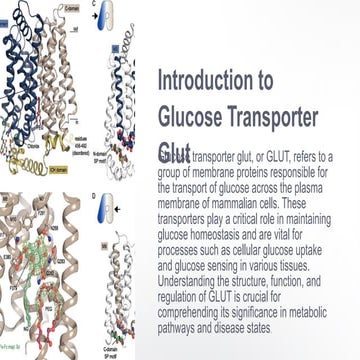 glut transport ppt on glut 4 all described in detail