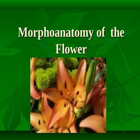 Flower Morphology 2 (updated)