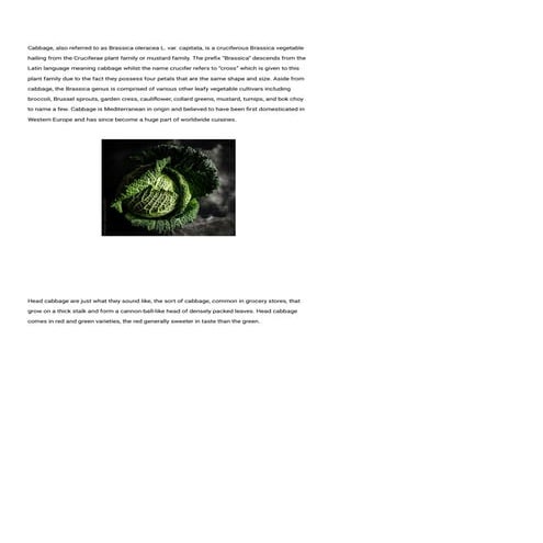 cultivation of cabbage.pptx