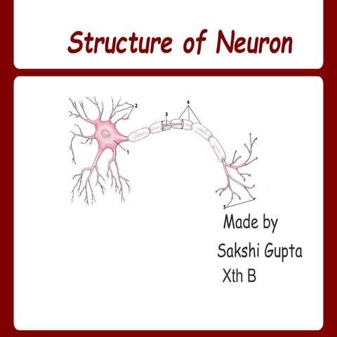 NEURON | PDF