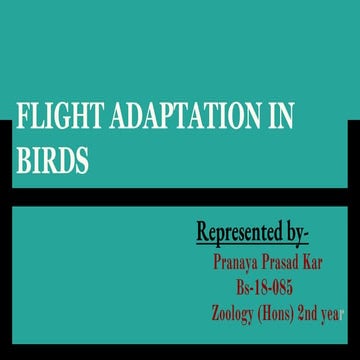flight adaptation in birds