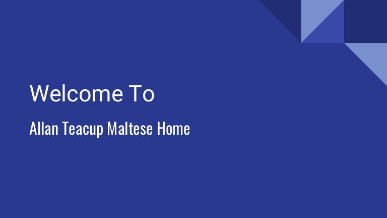 find maltese puppies