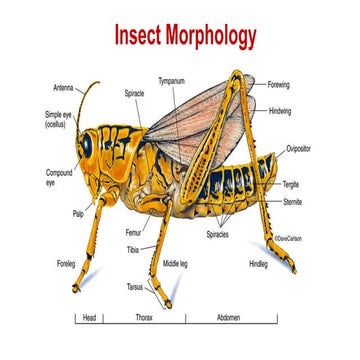Insect morphology