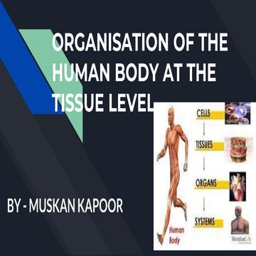 organisation of human body at tissue level