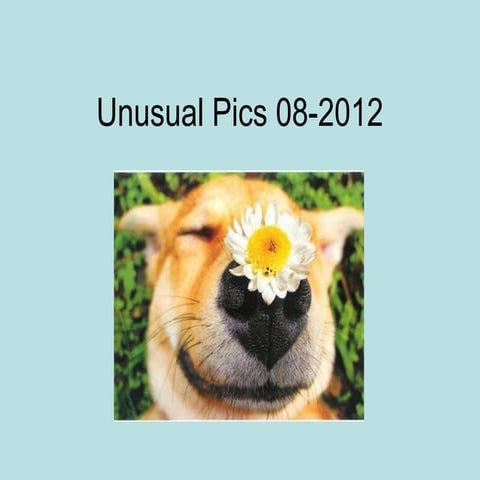 Unusual pics08 2012-0phyl1