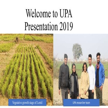 Varietal trial of 6 genotypes of lentil