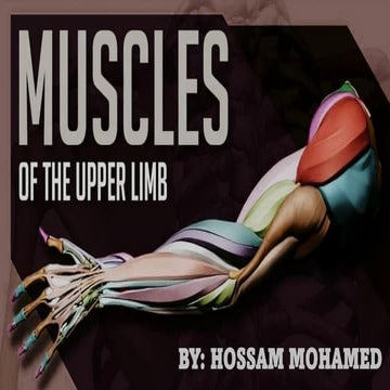 Upper limb muscles ( anatomy - muscles).