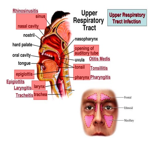 7 Upper respiratory tract infections