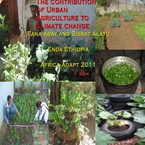 Urban agriculture and climate change   enda ethiopia