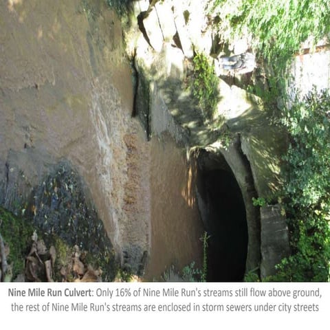 Urban Aquatic Ecosystems