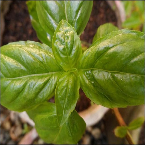 Urban container gardening lecture