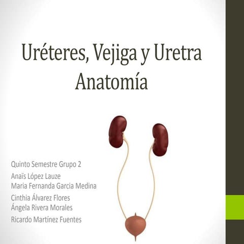 Ur%c3%a9teres%2c%20 vejiga%20y%20uretra