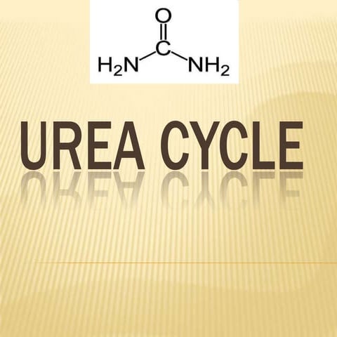 Urea cycle
