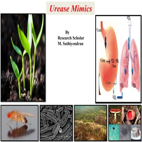 Ureases mimics