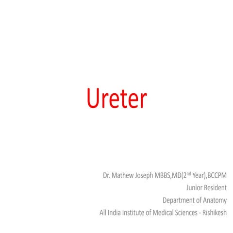 Ureter