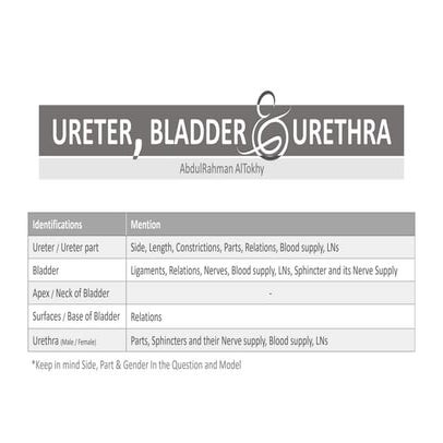 Ureter, bladder & urethra lab summary 
