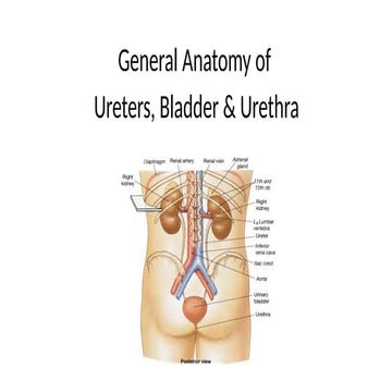 The endocrine system is a collection of glands and organs that produce and re...