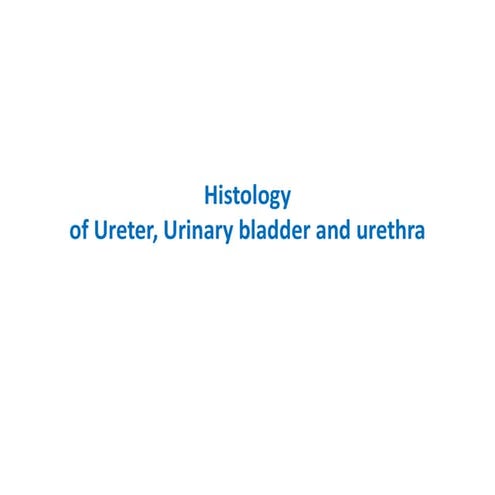 MICROSCOPIC STRUCTURE OF URETER, URINARY BLADDER ,URETHRA.pptx