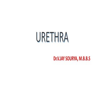 Urethra