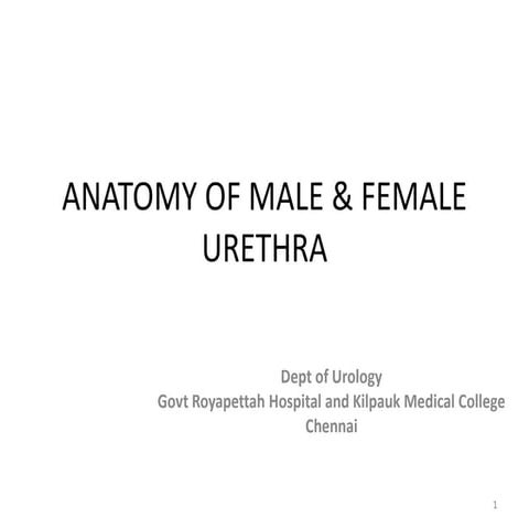 Urethra  anatomy 2