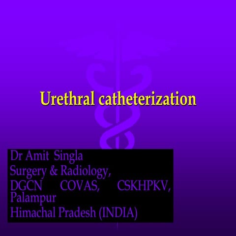 Urethral catheterization – male dog