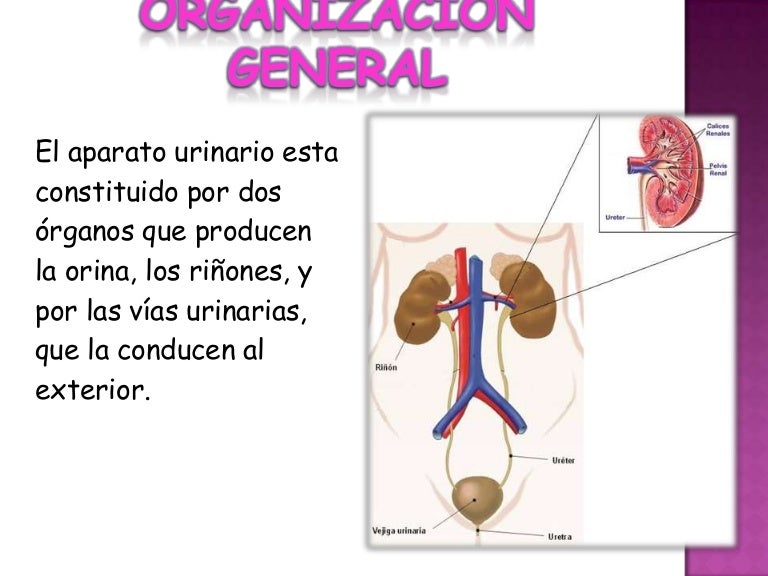 Uretra