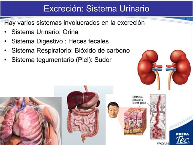 Sistema Urinario