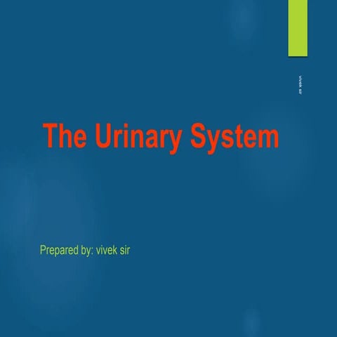Urinary system anatomy ppt