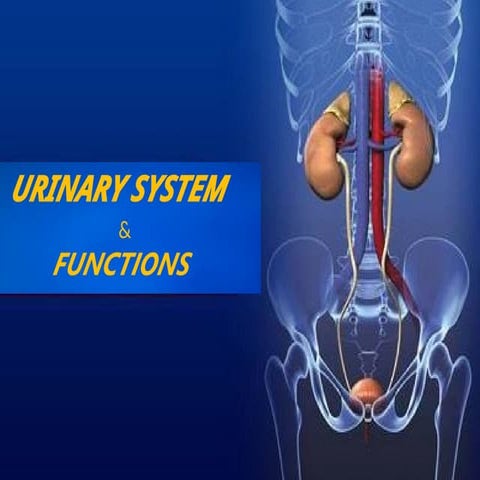 Pathology of urinary system | PPTX