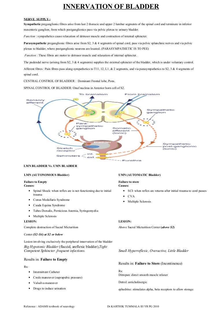 Urinary bladder nerve supply