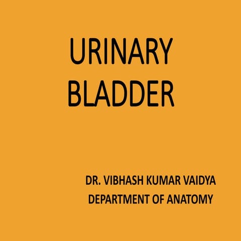 Urinary bladder