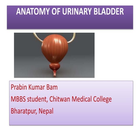 Urinary bladder (Anatomy)