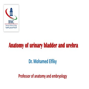 anatomy of Urinary bladder