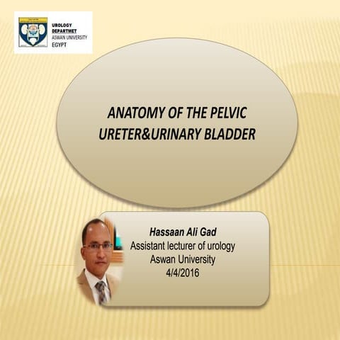ANATOMY OF THE PELVIC URETER&URINARY BLADDER