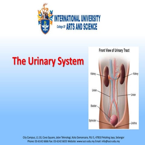 Urinary system