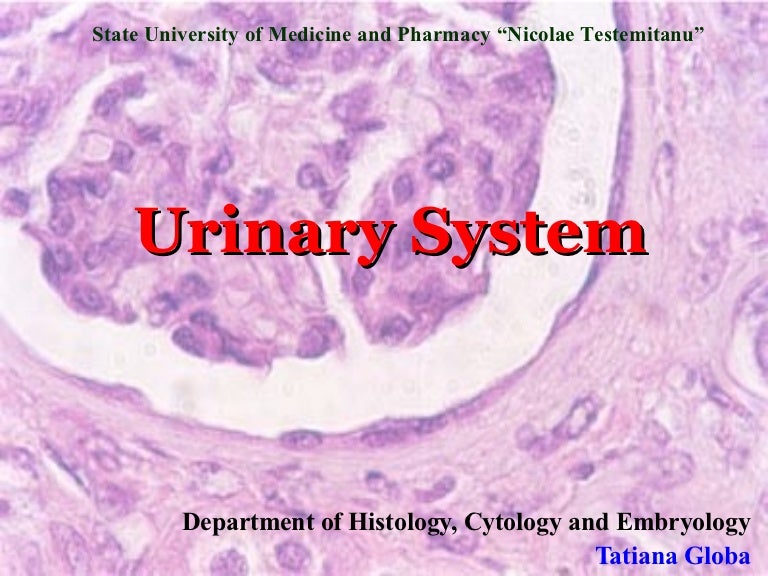 Urinary system