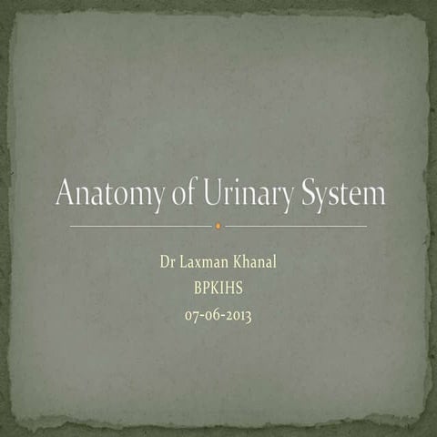  Gross anatomy of Urinary System