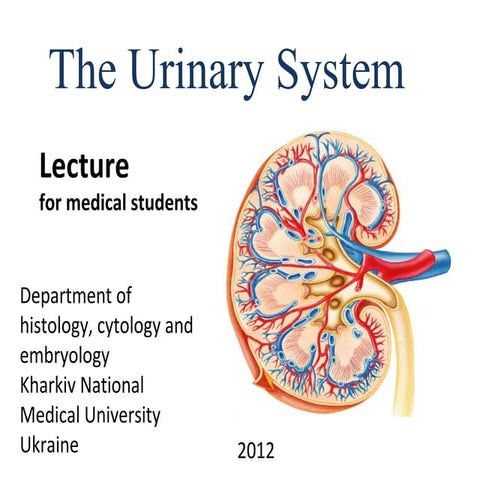 Urinary system