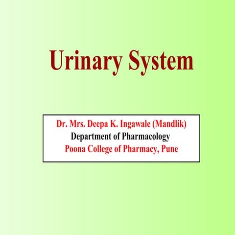 Urinary system