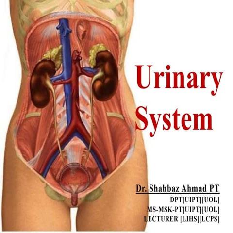 Urinary system