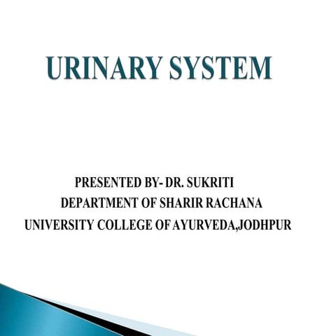 Anatomy of Urinary system