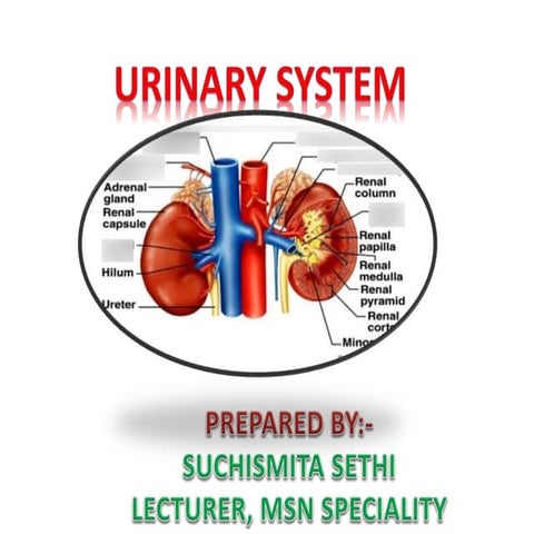Urinary system