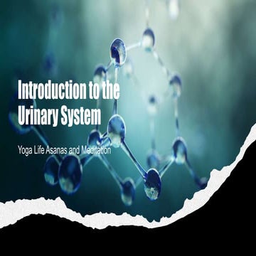 Urinary system