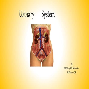 Urinary system