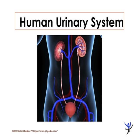 Urinary System - Dr Rohit Bhaskar